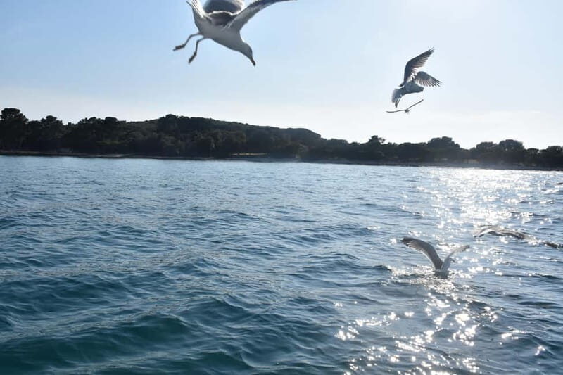 FAANA: NATIONAL PARK BRIJUNI GLASS BOAT PRIVATE TOUR - The Sum Up