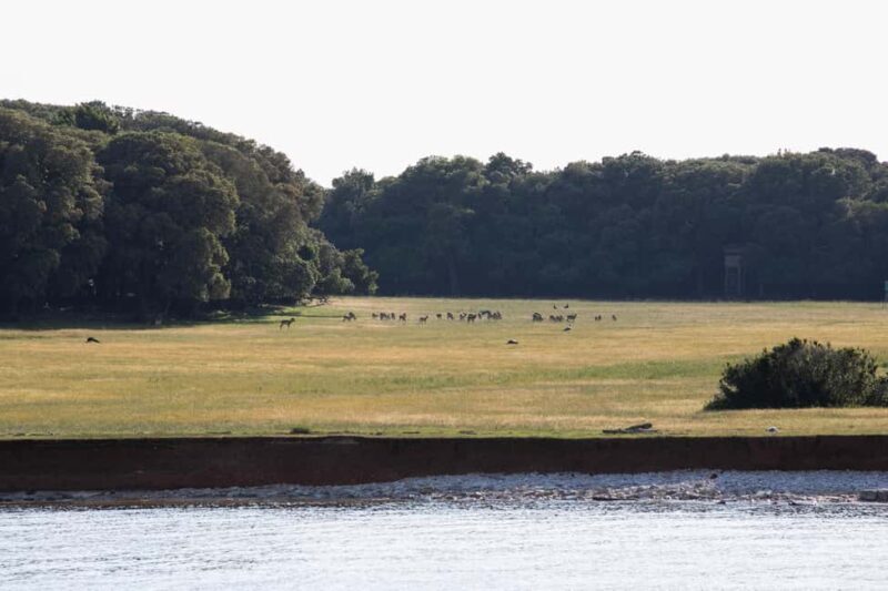 FAANA: PANORAMA NP BRIJUNI AND ISLAND SWIMMING STOP - FAQ