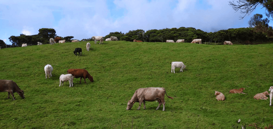 Faial Island: Personalized tour with Pic Nic - Real Travelers’ Perspectives