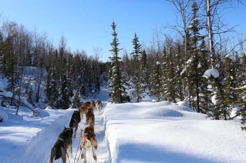Fairbanks: 1-Hour Alaskan Winter Dog Sledding Adventure - Key Points