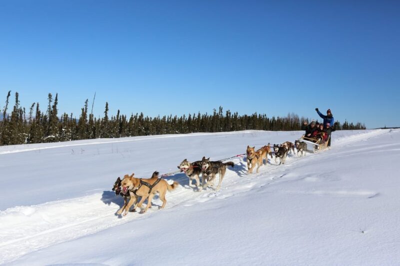 Fairbanks: 1-Hour Alaskan Winter Dog Sledding Adventure - A Detailed Look at the Fairbanks Dog Sledding Adventure