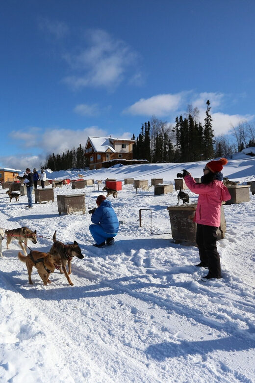 Fairbanks: 1-Hour Alaskan Winter Dog Sledding Adventure - The Sum Up: Who Is This Tour Perfect For?