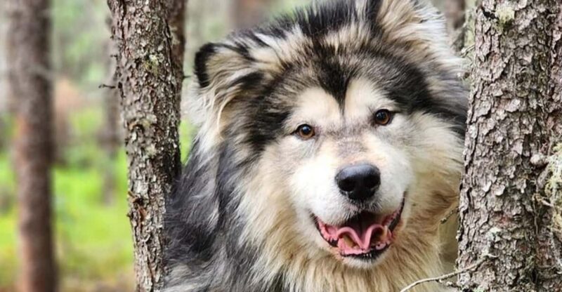 Fairbanks: Alaskan Summer Sled Dog Adventure - What to Expect on the Tour