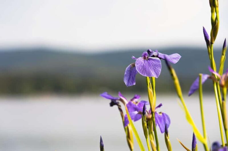 Fairbanks: Beauty of the North - Exploring the Itinerary in Detail