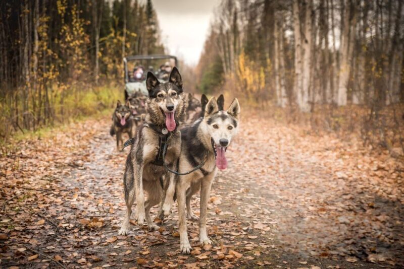 Fairbanks: Dog Mushing through Fall Landscapes on a UTV - Key Points
