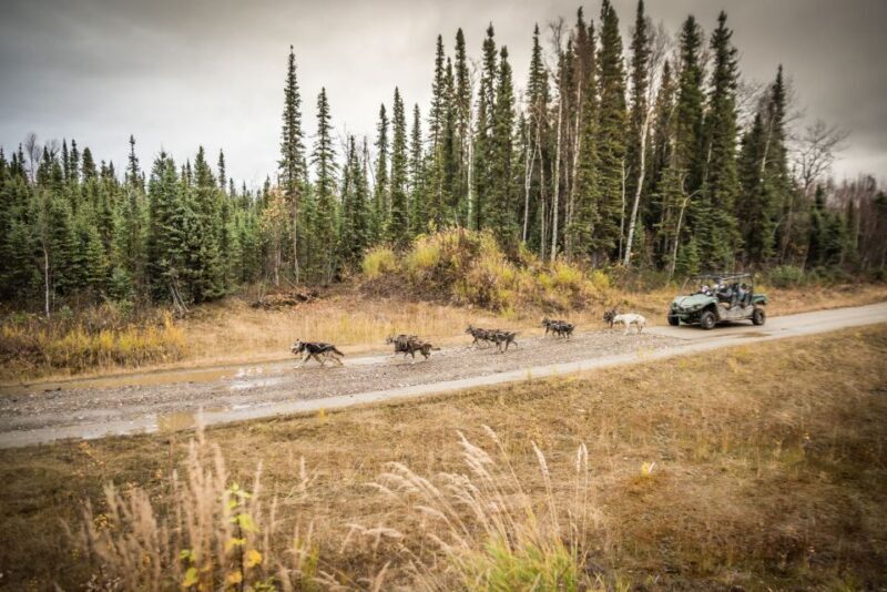 Fairbanks: Dog Mushing through Fall Landscapes on a UTV - An In-Depth Look at the Experience