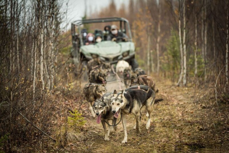 Fairbanks: Dog Mushing through Fall Landscapes on a UTV - FAQ