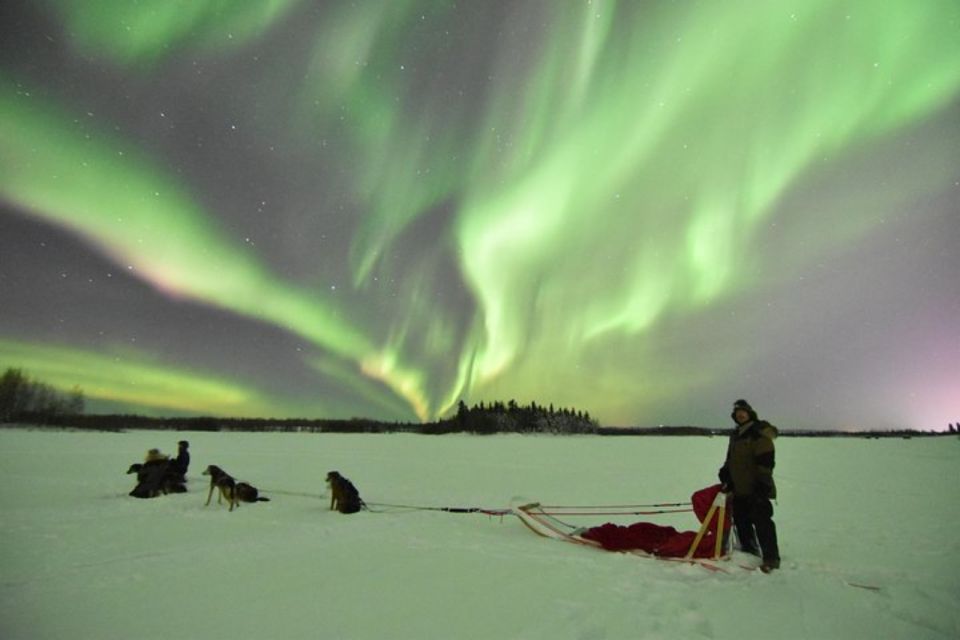 Fairbanks: Dog Sledding and Mushing Experience - Restrictions and Limitations