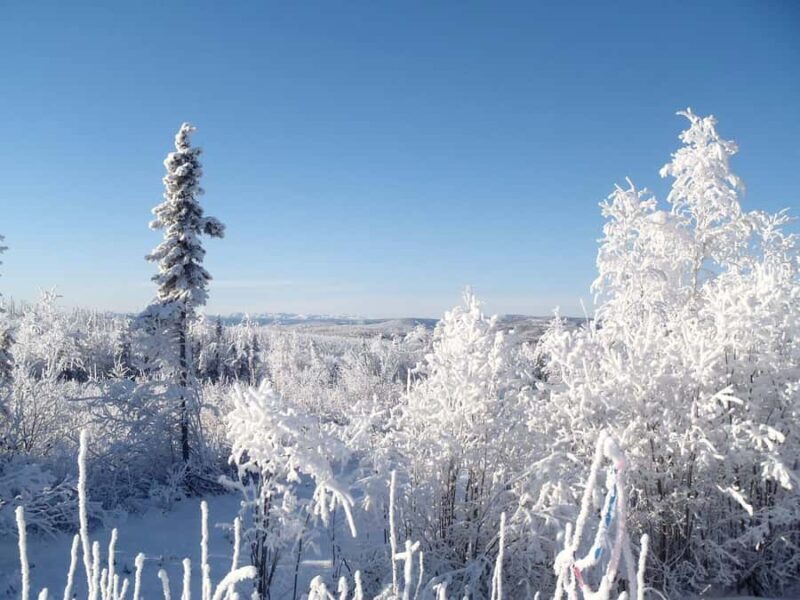 Fairbanks: Northern Lights & Arctic Circle Tour - An In-Depth Look at the Experience