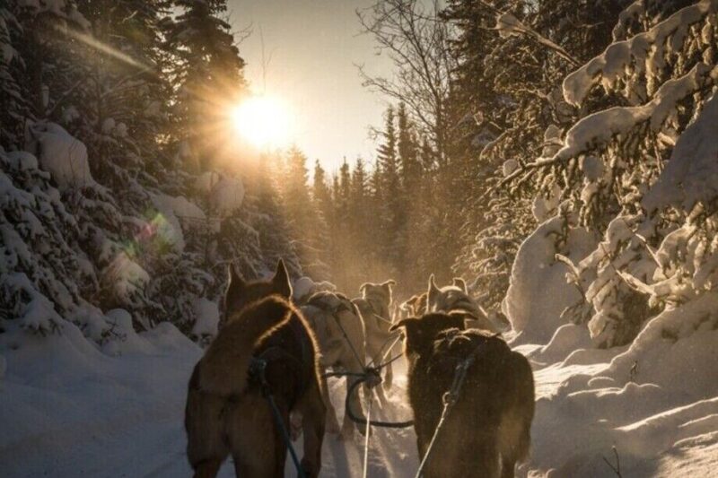 Fairbanks: Private Mush on the Historic Yukon Quest Trail - What to Expect from the Yukon Quest Trail Mush Tour