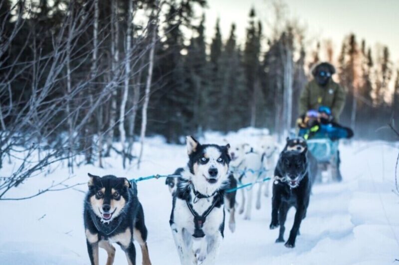 Fairbanks: Private Mush on the Historic Yukon Quest Trail - The Experience in Detail: Why It Matters