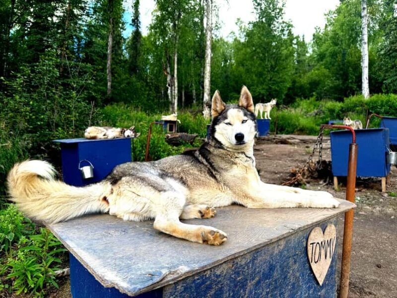 Fairbanks: Siberian Husky Kennel Tour - What You Can Expect From the Tour