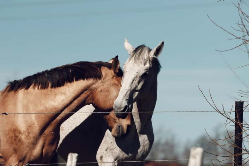 Fairlie,New Zealand: Full Day Private Backcountry Horse Trek - FAQs