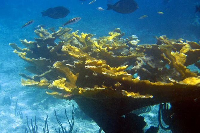 Fajardo Afternoon Snorkeling Adventure Tour - The Sum Up: Who Is This Tour For?