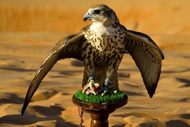 Falcon Hospital Tour Abu Dhabi - Good To Know
