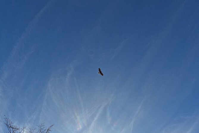 Falconry Experience in Tuscany - Whats Included in the Tour