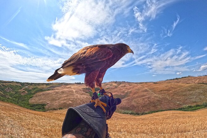 Falconry Experience in Tuscany - Capturing Memorable Moments