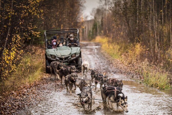 Fall Aurora Mushing Cart Ride Bucket List Adventure - Guided Storytelling and Tales