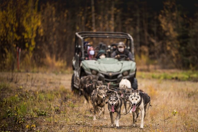 Fall Aurora Mushing Cart Ride Bucket List Adventure - Private Transportation and Gear