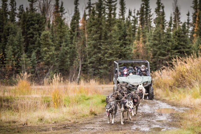 Fall Aurora Mushing Cart Ride Bucket List Adventure - Meeting Point and Directions