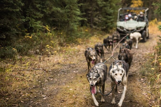 Fall Aurora Mushing Cart Ride Bucket List Adventure - Sum Up