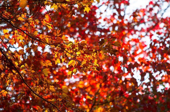 Fall Foliage Scenic Day Trip to Vermont and Western MA with Stops - Who Will Love This Tour?