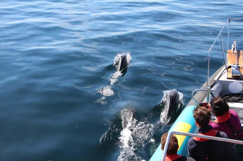 Falmouth: 2 Hour Wildlife Watching RIB Tour - Key Points