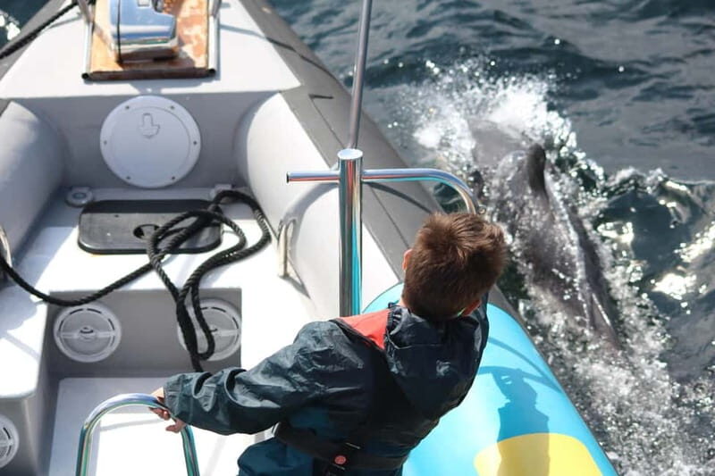 Falmouth: 2 Hour Wildlife Watching RIB Tour - A Practical Overview of the Experience