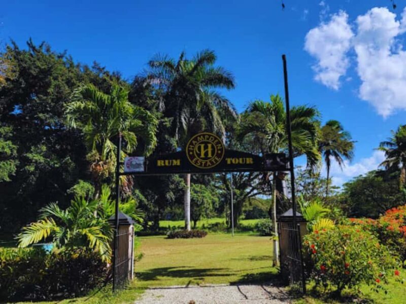 Falmouth Tour: Hampden Estate Rum Tasting Tour - An In-Depth Look at the Hampden Estate Rum Tour