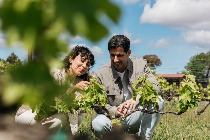 Familia Torres Winery: Gastronomic Tapas & Wine Experience - An In-Depth Look at the Experience