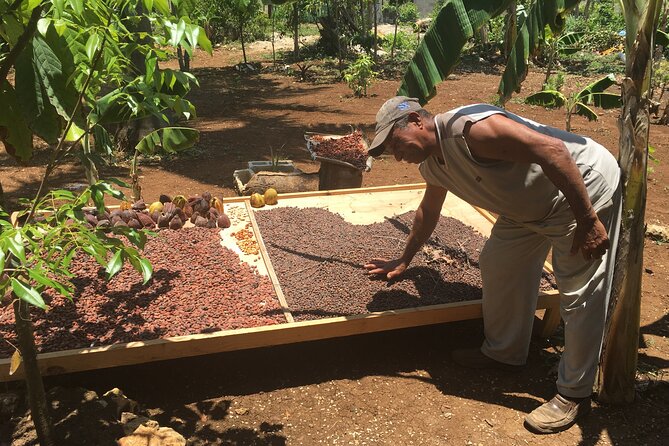 Family, Buggy Adventures, Tours, Macao Beach. Lowest Price. - Discover Punta Canas Gems