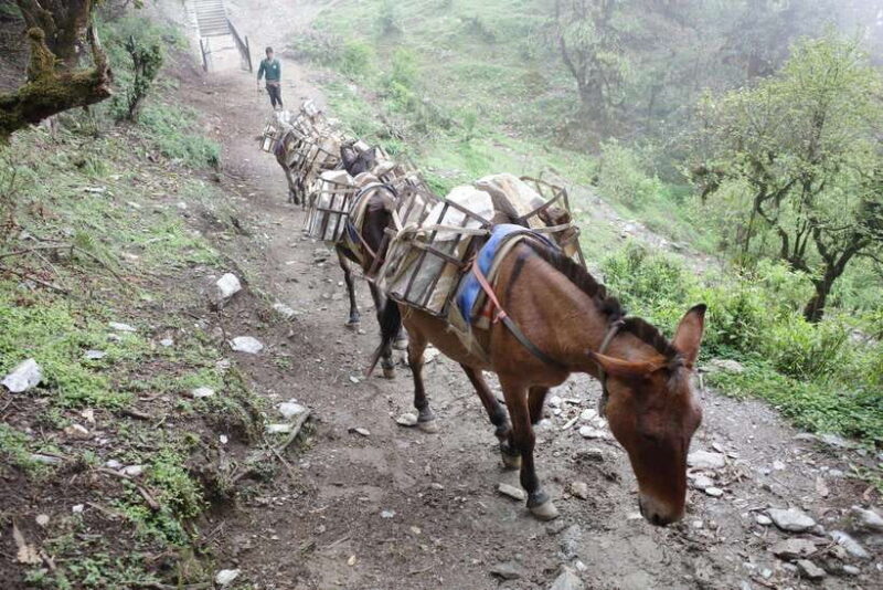 Family-Friendly Trekking: 3 Days Dhampus and Australian Camp - What You’ll Experience Along the Way