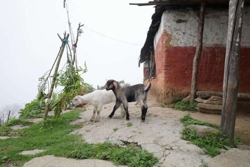 Family-Friendly Trekking: 3 Days Dhampus and Australian Camp - FAQ