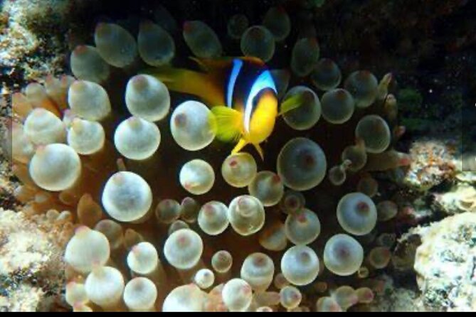 Family Fun-Snorkeling Activity in Montego Bay W/Lunch Stop - Recommendations for Participants