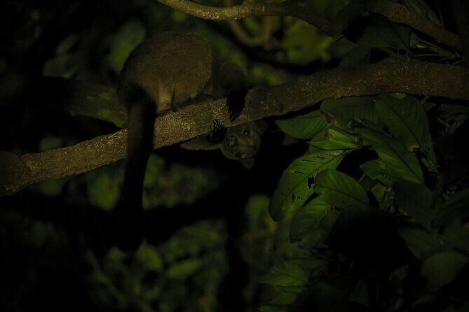 Family Night Walking Tour at Tropical Rainforest in Daintree - An In-Depth Look at the Daintree Night Walk