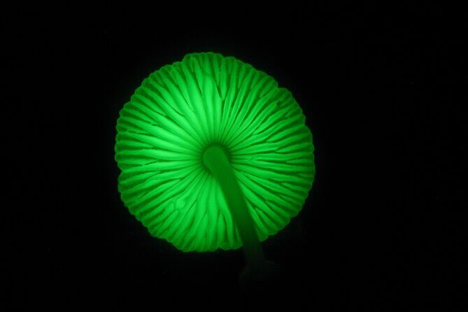 Family Night Walking Tour at Tropical Rainforest in Daintree - FAQ