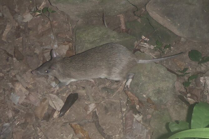 Family Night Walking Tour at Tropical Rainforest in Daintree - In Final Analysis