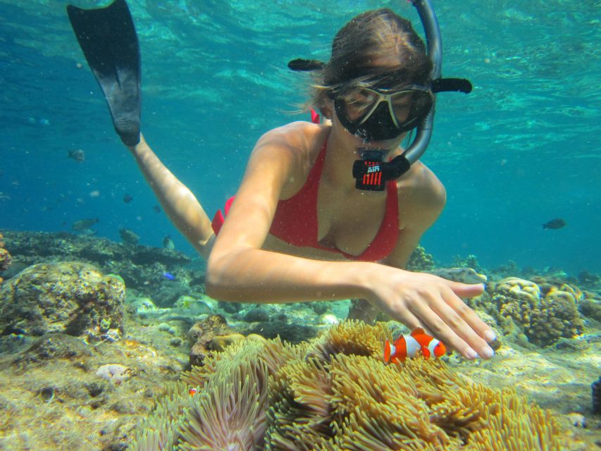 Family or Group Sunset Picnic Snorkeling at Menjangan Island - Pricing and Inclusions