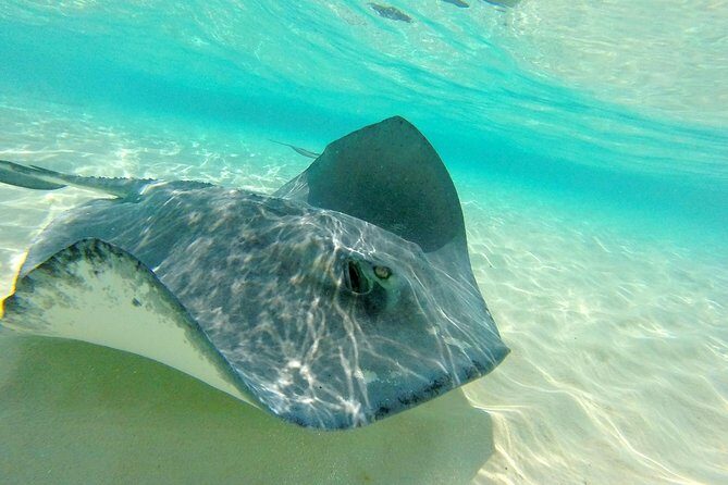 (Family owned) Stingray city sandbar, Starfish Beach & Snorkeling - A Deep Dive into the Experience
