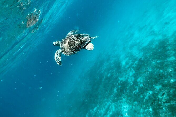 Family Snorkel Safari. Private boat! - Practical Tips and Considerations