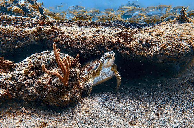 Family Snorkeling Tour - Why Choose This Tour?