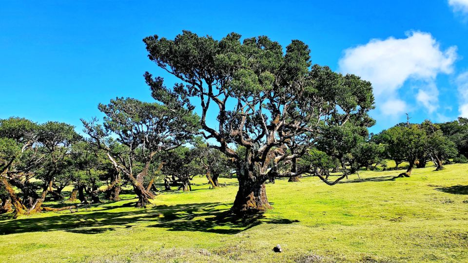 Fanal Forest Exploration Tour + Sunset With Food and Drinks - Frequently Asked Questions