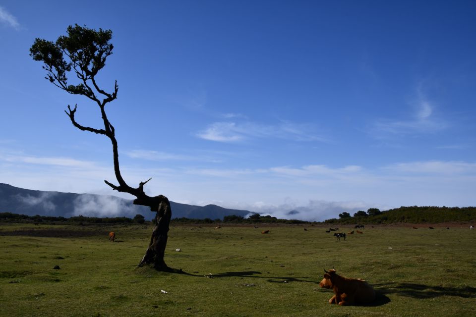Fanal Tour by Overland Madeira - Itinerary Highlights