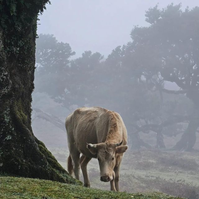 Fanal Tour by Overland Madeira - Activity Description