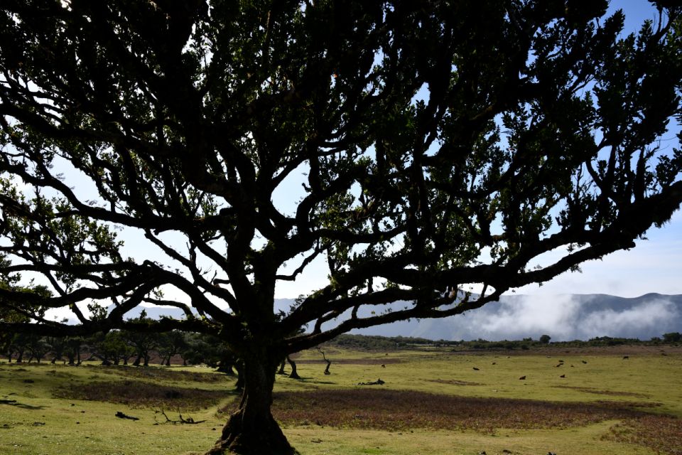 Fanal Tour by Overland Madeira - Inclusions Provided