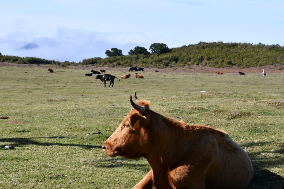Fanal Tour by Overland Madeira - Booking and Contact Information