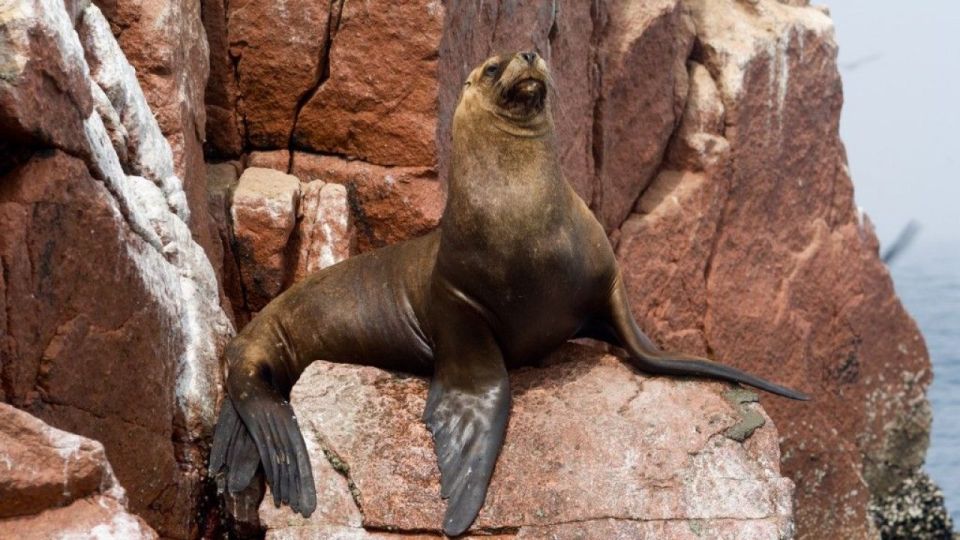 || Fantastic Peru Lima- Ica- Cusco, Sacred Valley, 7 Days || - Frequently Asked Questions