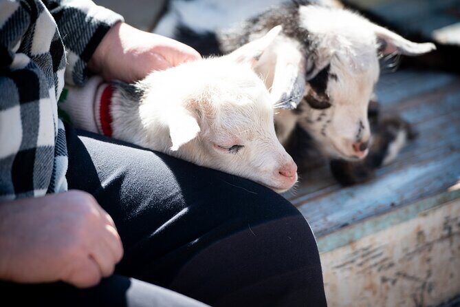 Farm Day Pass General Admission - What Is Included in the Farm Day Pass?