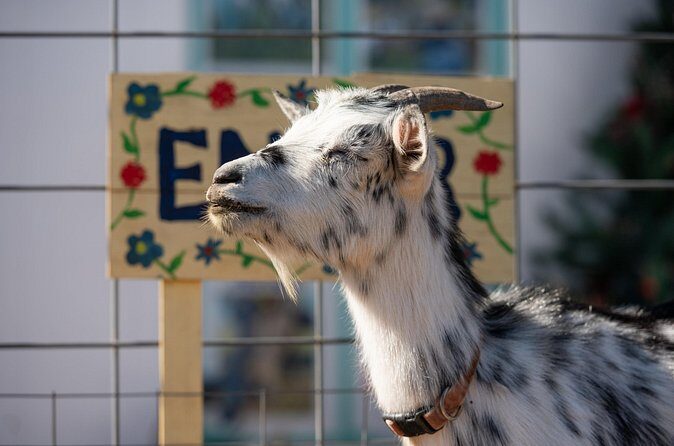 Farm Day Pass General Admission - What Else Can You Expect?