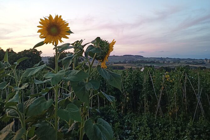 Farm-to-table Food Experience - The Sum Up